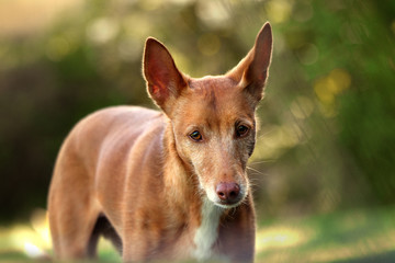 Podenco