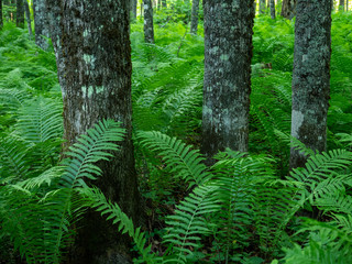 Three tree trunks in forest with green ferns