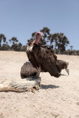  nature close up - vulture eating a white fish dead body on a bright Atlantic beach in the Gambia, Africa during a dry season 