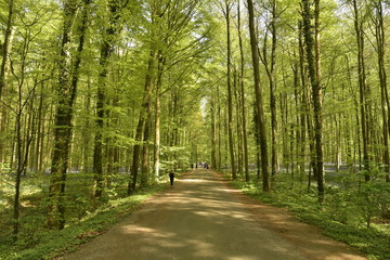 Promenade sur une route en terre traversant la luxuriante forêt du Hallerbos près de Halle