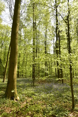 Hêtres jeunes au printemps poussant au milieu des broussailles et des jacinthes à la forêt de Hallerbos près de Halle 