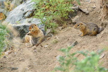 gopher burrow grass stones rodent
