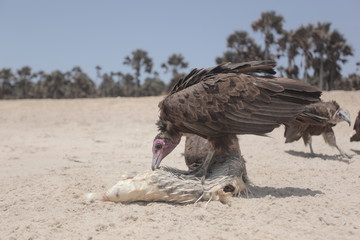  nature close up - vulture eating a white fish dead body on a bright Atlantic beach in the Gambia, Africa during a dry season 