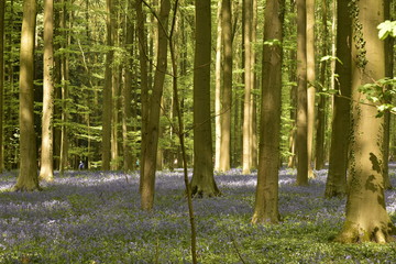 Les jeunes hêtres de la forêt de Hallerbos au printemps avec un tapis violet de jacinthes entre ombres et lumière  