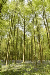 Obraz premium Hêtres jeunes au printemps poussant au milieu des broussailles et des jacinthes à la forêt de Hallerbos près de Halle 