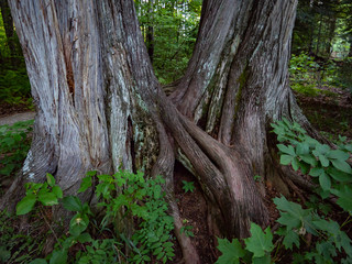 Two trees with intertwined trunks and roots