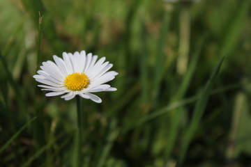 A lonely daisy in the grass
