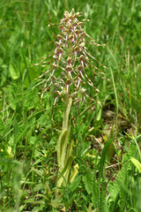 Bocks-Riemenzunge; Himantoglossum hircinum;