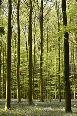 Fototapeta premium Tapis violet de jacinthes entre les jeunes hêtres de la forêt de Hallerbos près de Halle au 
