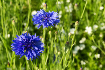 blue flowers of a cornflower in the field on a green blurred background