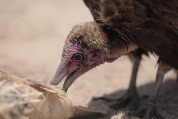  nature close up - vulture eating a white fish dead body on a bright Atlantic beach in the Gambia, Africa during a dry season 