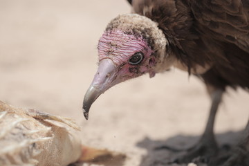  nature close up - vulture eating a white fish dead body on a bright Atlantic beach in the Gambia, Africa during a dry season 