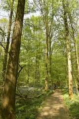 Chemin sous les feuillages des hêtres au printemps à la forêt du Hallerbos près de Halle