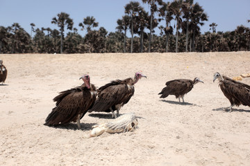 group of vultures eating white fish dead body on a bright Atlantic beach in the Gambia, Africa during a dry season with a blue sky and green palm trees in the background