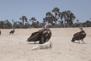 group of vultures eating white fish dead body on a bright Atlantic beach in the Gambia, Africa during a dry season with a blue sky and green palm trees in the background
