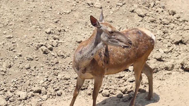Perspective close-up video shot of female red deer in natural life park at Izmir in Turkey_1
