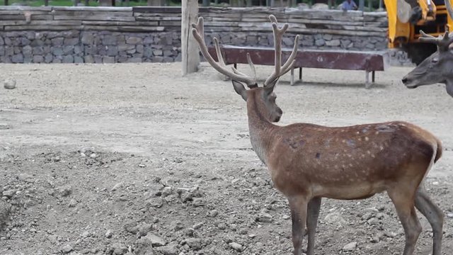 Perspective close-up video shot of red deer in natural life park at Izmir in Turkey