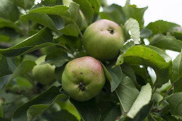 green apple sings and hangs on a tree in a garden on a green background