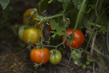 red and green tomatoes hang and ripen on a branch on a green background