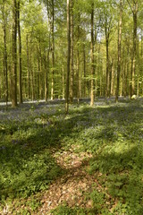 Tapis violet de jacinthes entre les jeunes h&ecirc;tres de la for&ecirc;t de Hallerbos pr&egrave;s de Halle  au 