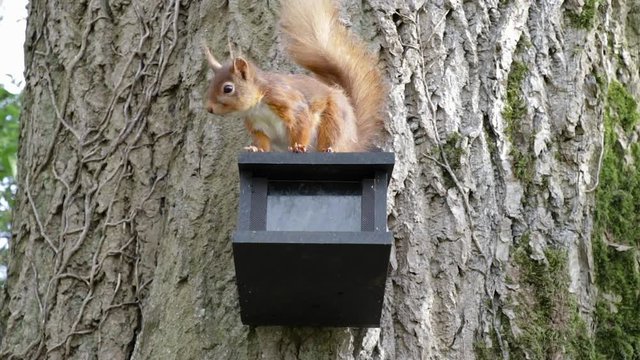 Red Squirrel on feeder reaches for monkey nut and eats it