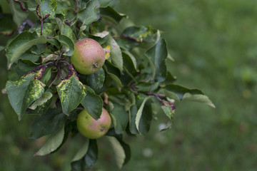 green apple sings and hangs on a tree in a garden on a green background