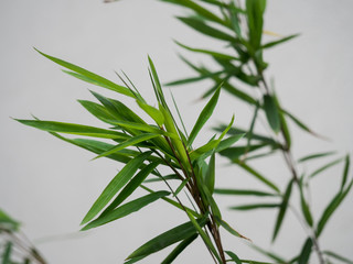 Bamboo
