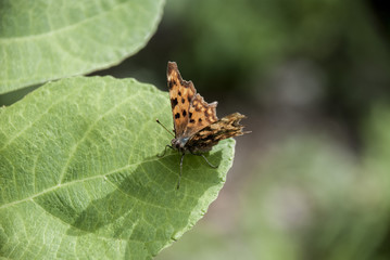 Farfalla Arancione Polygonia Satyrus su fico