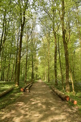 Troncs de hêtres abattus le long d'un chemin de terre à la forêt du Hallerbos près de Halles