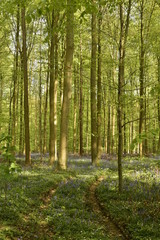 Obraz premium Ślady opon samochodowych przejeżdżających przez część lasu wśród tysięcy dzikich dzwonków w Hallerbos niedaleko Halle