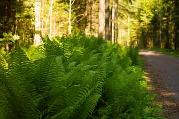 Fototapeta premium fern