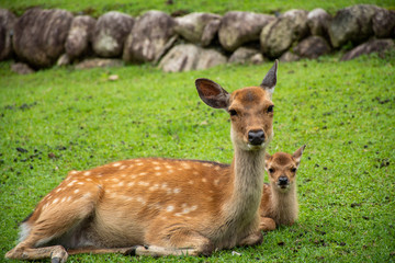 シカの親子