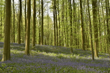 Fototapeta na wymiar Tapis de jacinthes violettes parmi les orties entre ombres et lumières dans la forêt du Hallerbos près de Halle