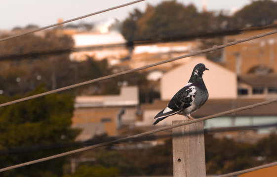 A bird in the city