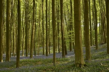 Tapis de jacinthes sauvages violette ombragé dans un sous bois de jeune hêtre dans la forêt du Hallerbos près de Halles