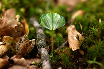Buche; Fagus sylvatica; Rotbuche; Keimling;