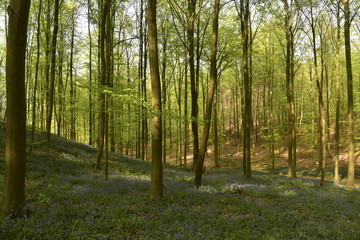 Végétation et tapis de jacinthes sauvages entre les hêtres sur les talus ombragés de collines de la forêt du Hallerbos près de Halles
