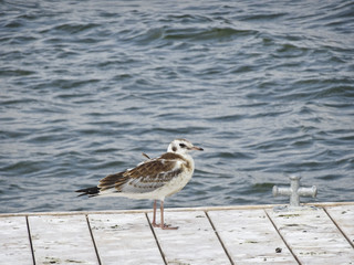 A young seagull is standing on a mooring pier in the background of the water
