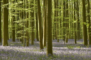 Tapis violet de jacinthes entre les jeunes hêtres de la forêt de Hallerbos près de Halle  au 