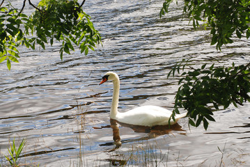 Swan - Ireland