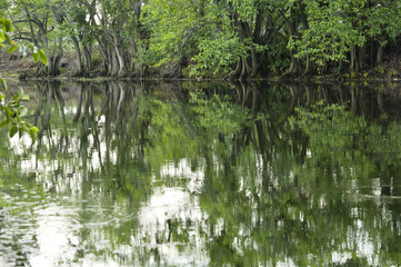 Fototapeta na wymiar Tree reflections - Florida