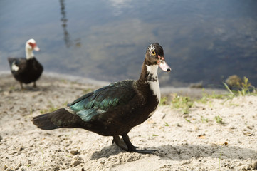 Muscovy Duck
