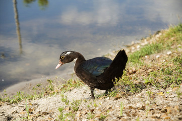Muscovy Duck