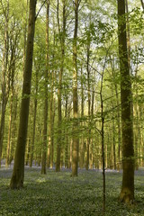 Obraz premium Couleur violette des jacinthes sauvages contrastant avec le vert des feuillages des arbres et plantes à la forêt du Hallerbos près de Halle