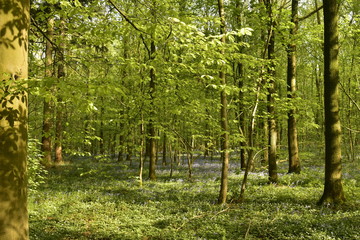 Parcelles de jacinthes sauvages parmi les autres plantes sous le feuillage luxuriant de la forêt du Hallerbos près de Halles