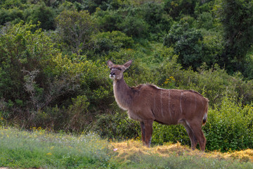 Female kudu standing in a posing position