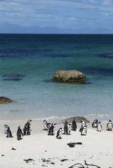 Naklejka premium Boulders Beach Penguins - Cape Town, South Africa