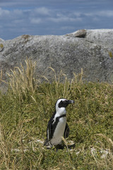 Boulders Beach Penguins - Cape Town, South Africa