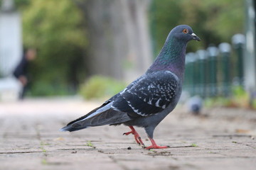 Pigeon in park