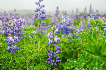 Tremoceiro azul em estado selvagem